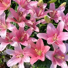 LA Hybrid Lilly - Brindish