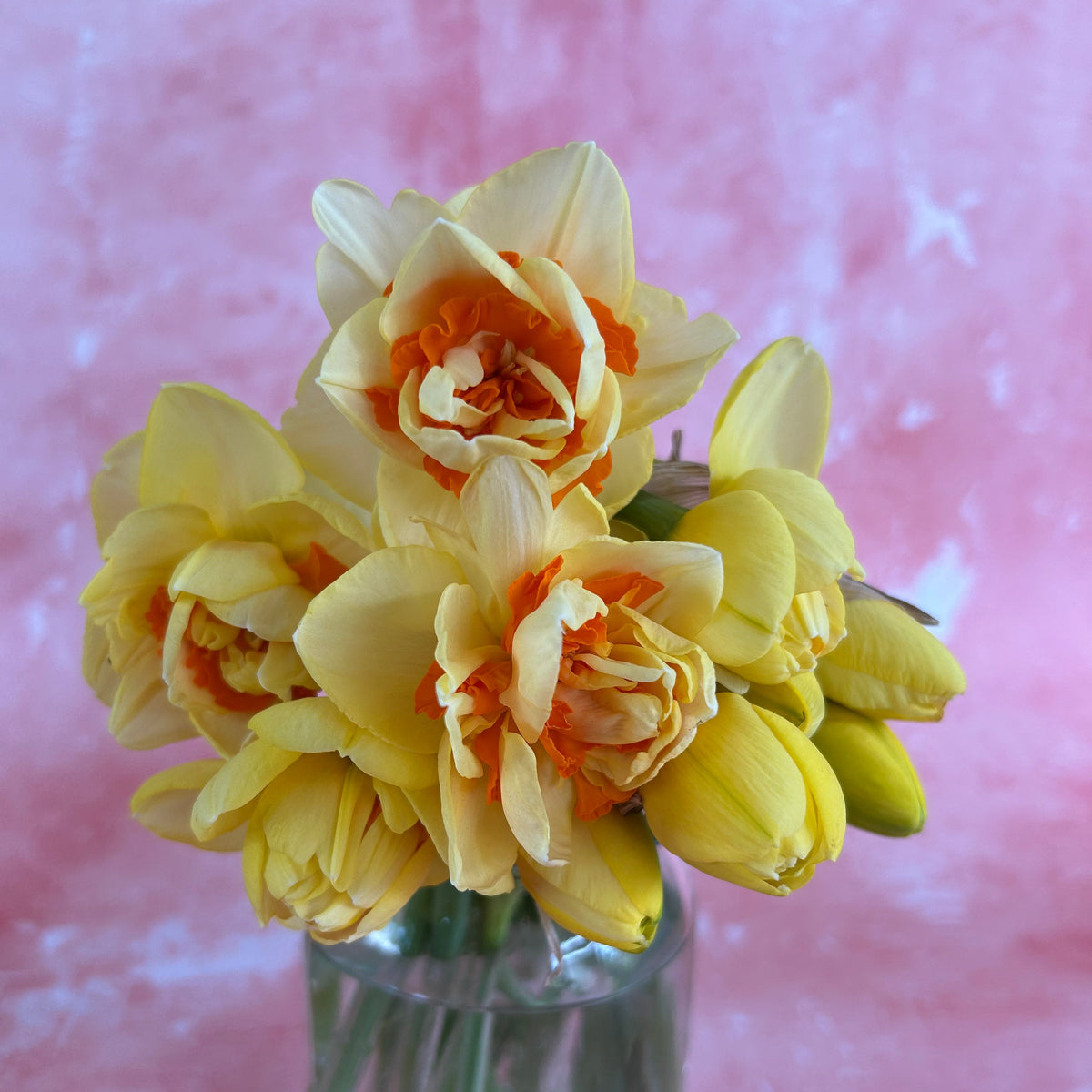 Daffodil - Lady Jane