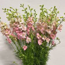 Larkspur - Light Pink
