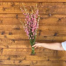 Larkspur - Rose