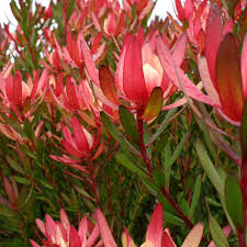 Leucadendron - Safari Sunset