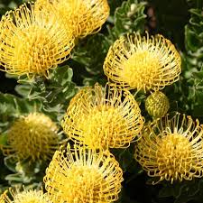 Leucospermum - High Gold