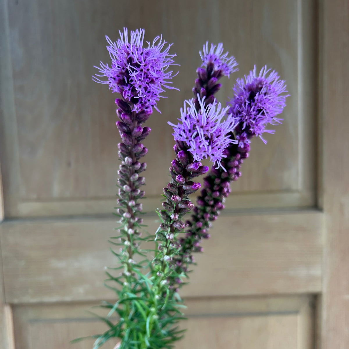 Liatris - Purple