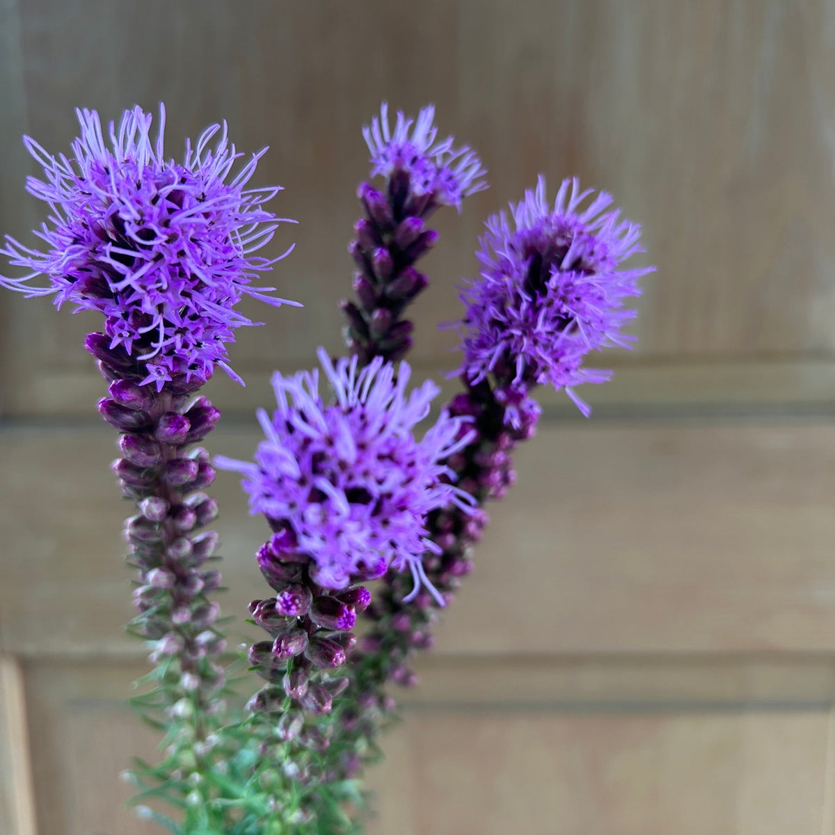 Liatris - Purple