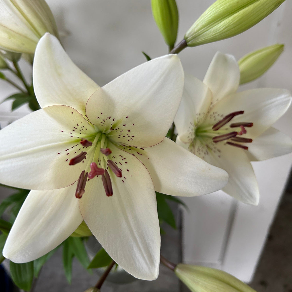 LA Hybrid Lilly - Eyeliner