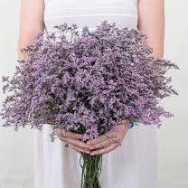 Limonium - Lilac