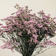 Limonium - Oshi Pink
