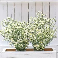Limonium - Pina Colada