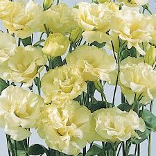 Lisianthus ABC - Yellow