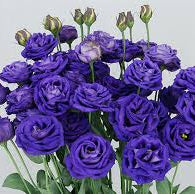 Lisianthus Arosa - Violet