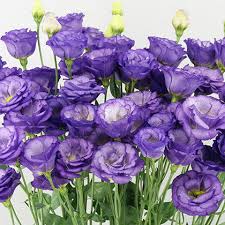 Lisianthus Voyage - Blue