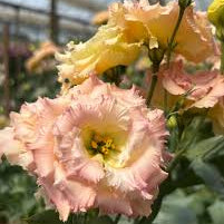 Lisianthus Voyage - Light Apricot