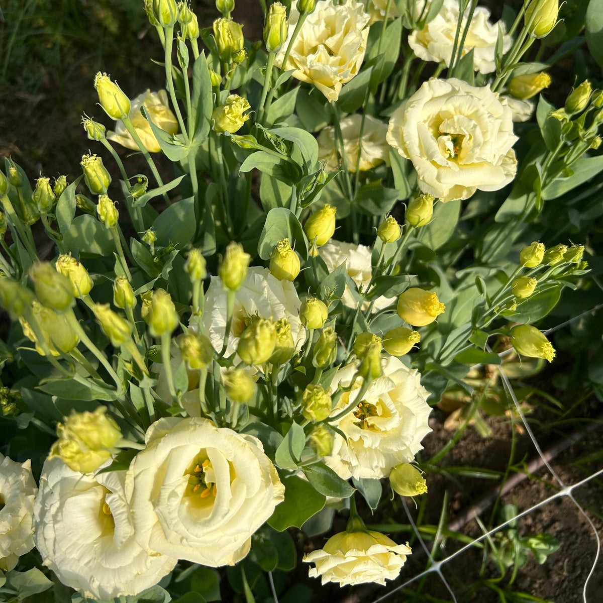 Lisianthus ABC - Yellow