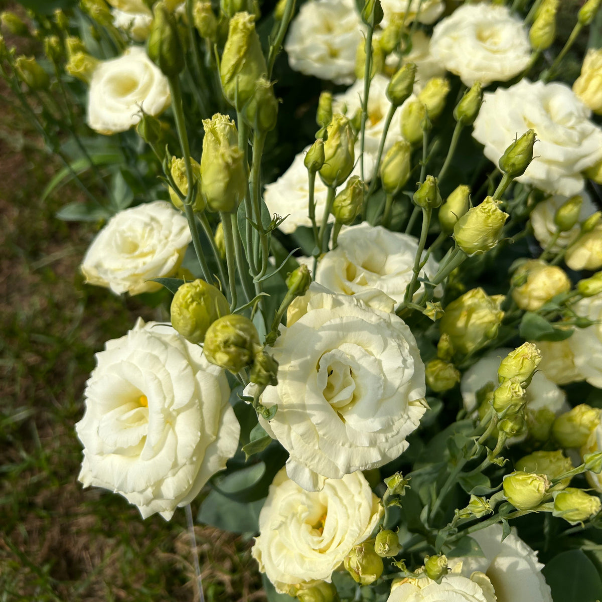 Lisianthus ABC - Yellow