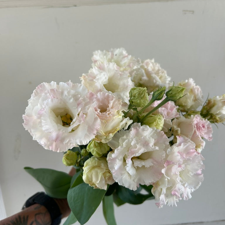 Lisianthus Voyage - First Love