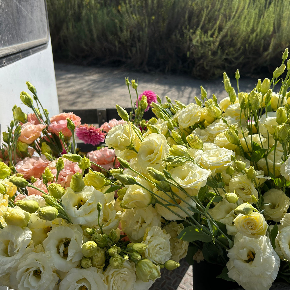 Lisianthus ABC - Yellow