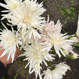 Chrysanthemum - Lone Star