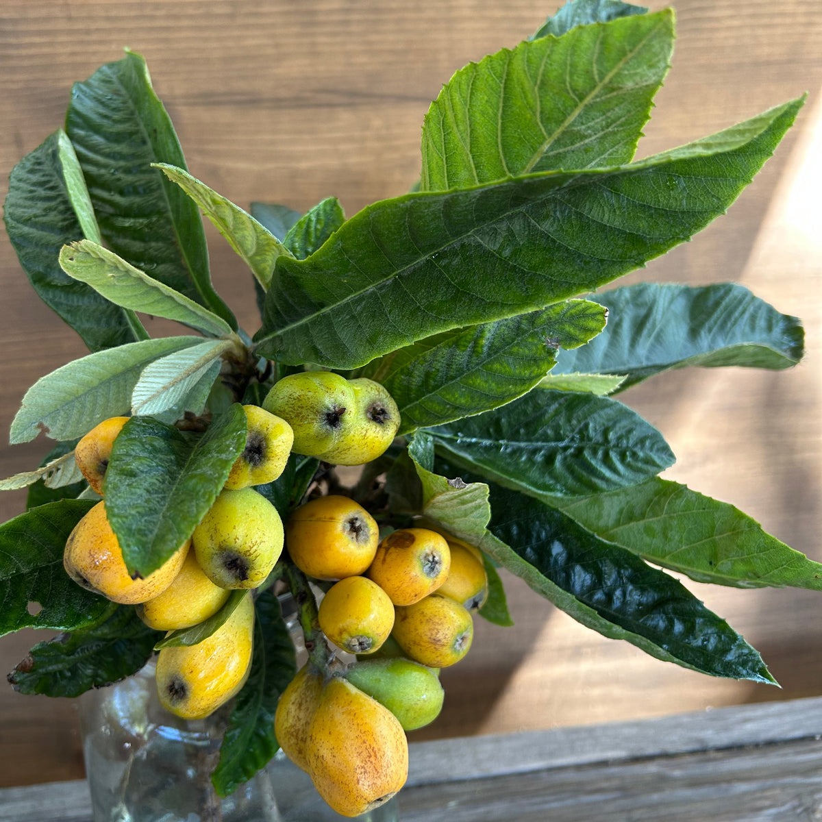 Loquat