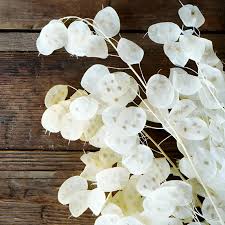 Lunaria - Papery clear discs