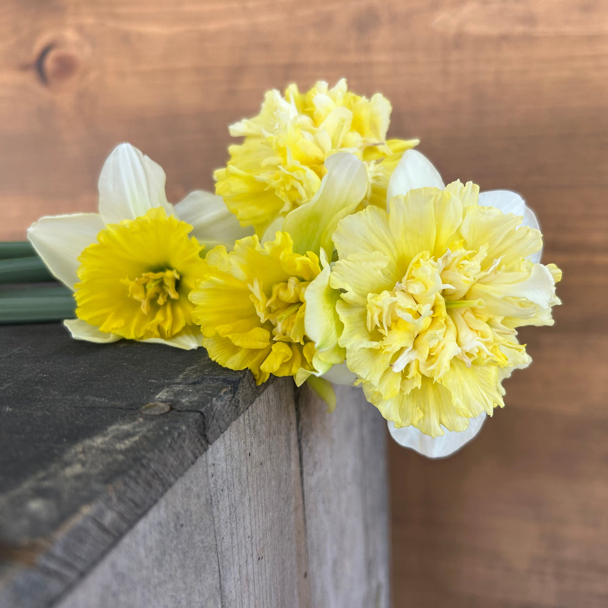 Daffodil - Mammoth Mountain