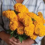 Marigold - Coco