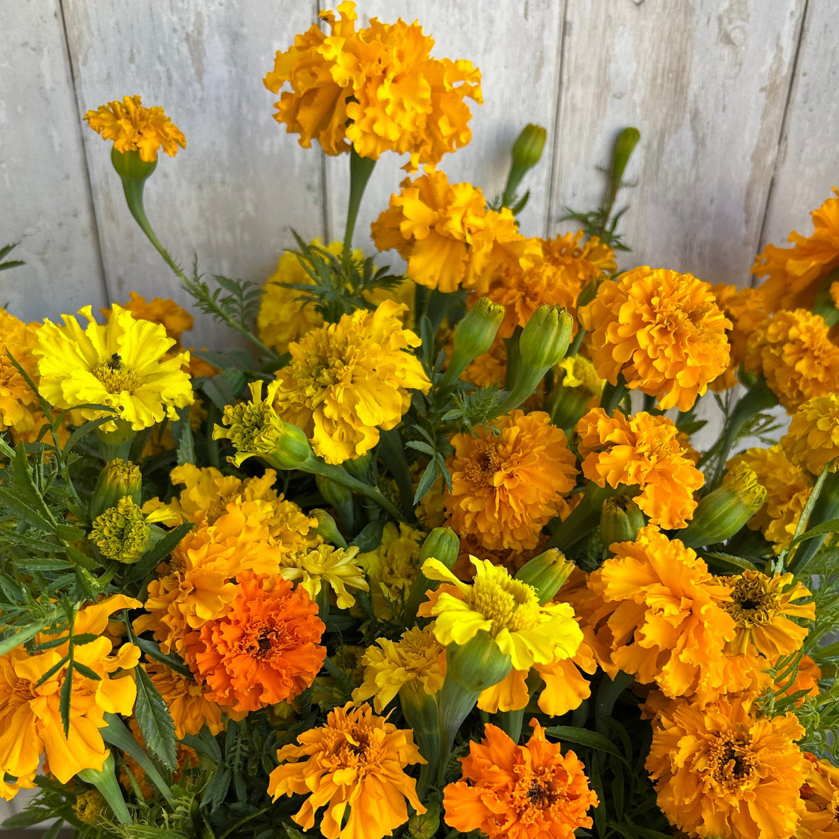 Marigold - Coco