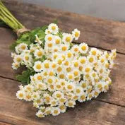 Matricaria - Snowball