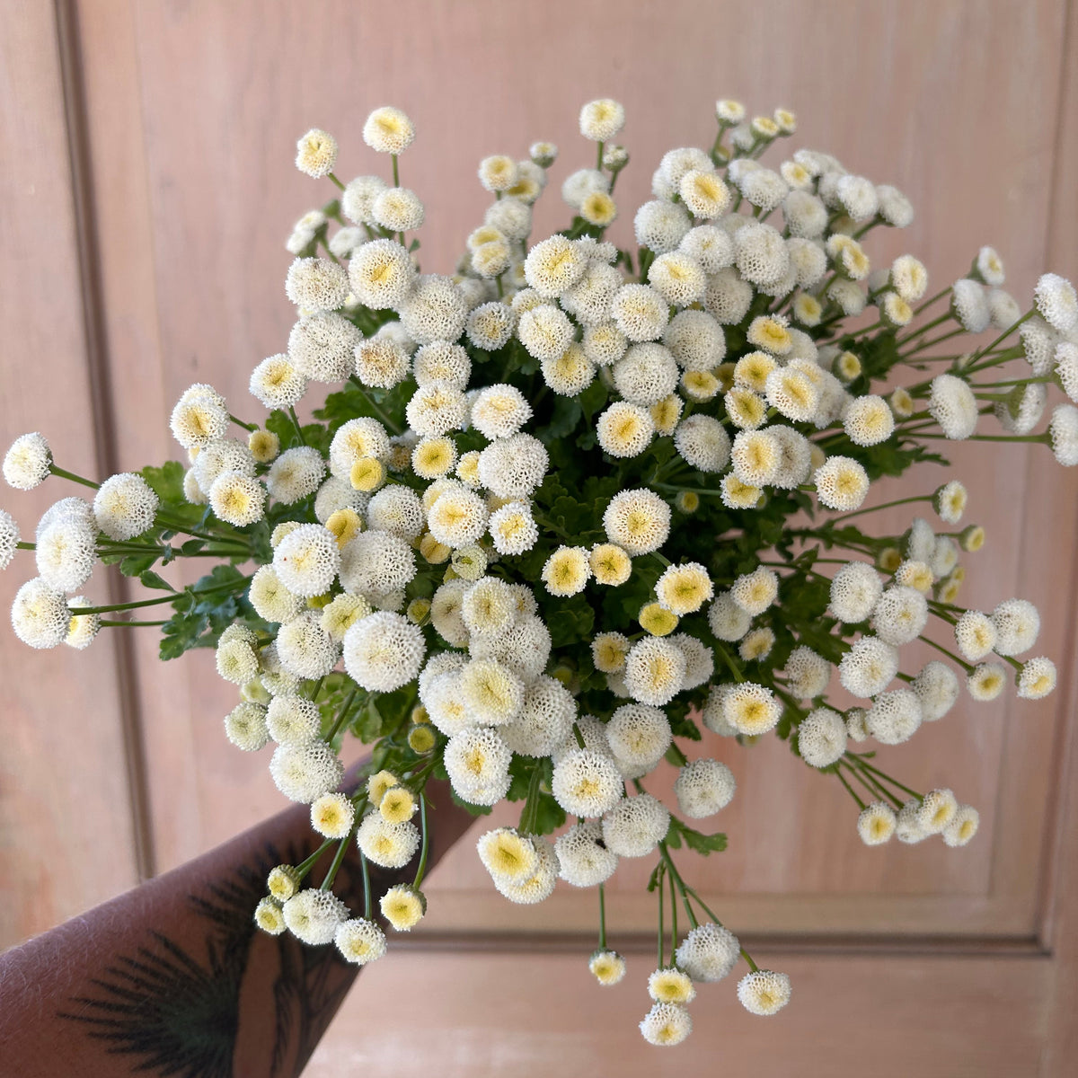 Matricaria - Feverfew Snowball