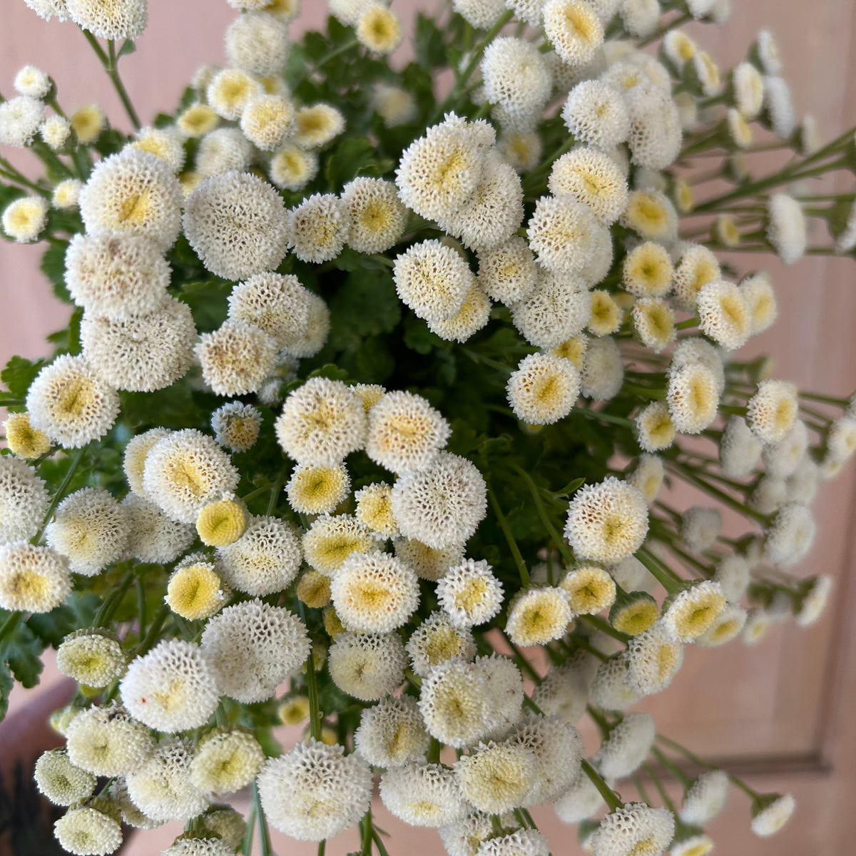 Matricaria - Feverfew Snowball