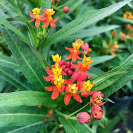 Milkweed - Tropical/ Red