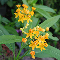 Milkweed - Tropical/ Yellow