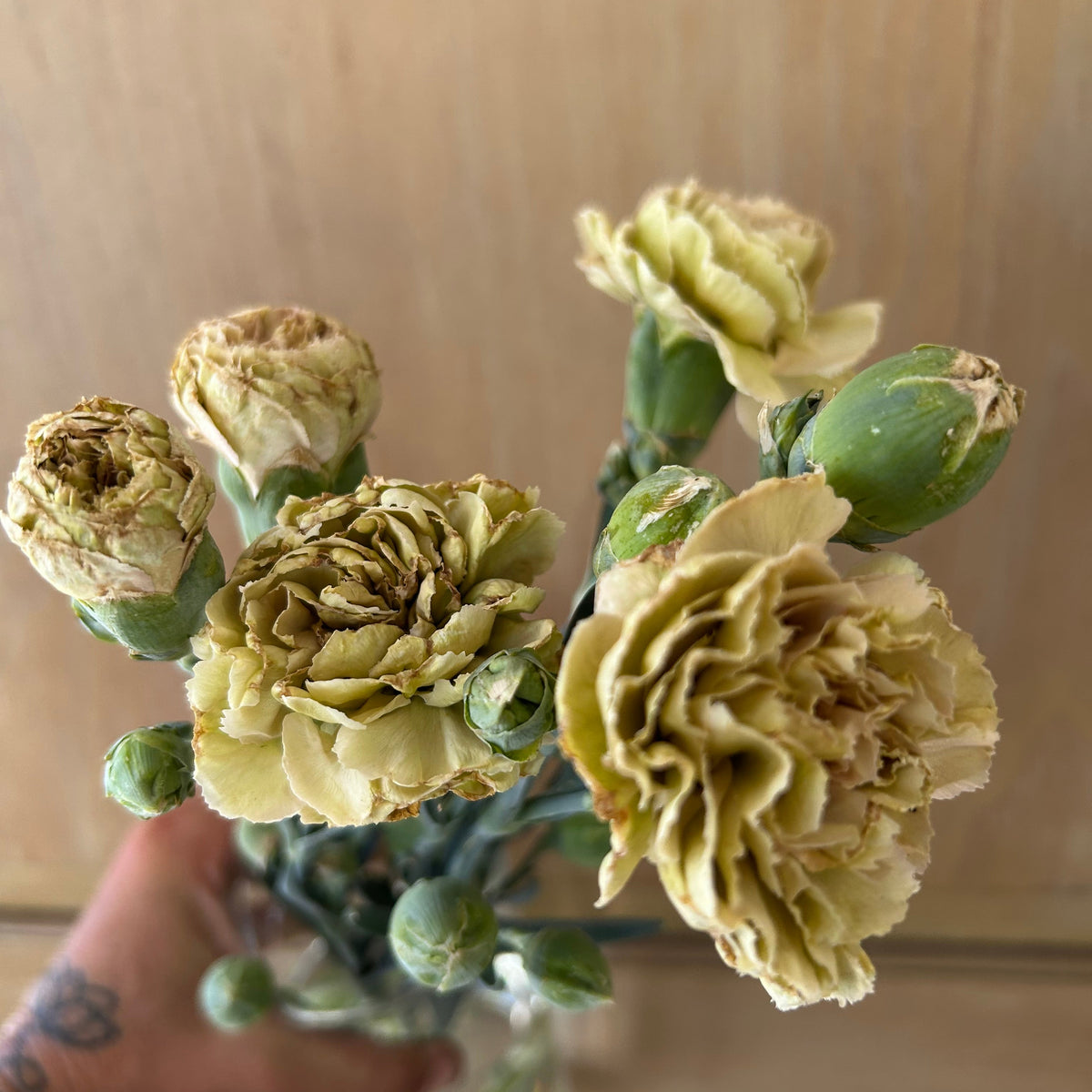 Carnation - Missantic Creola