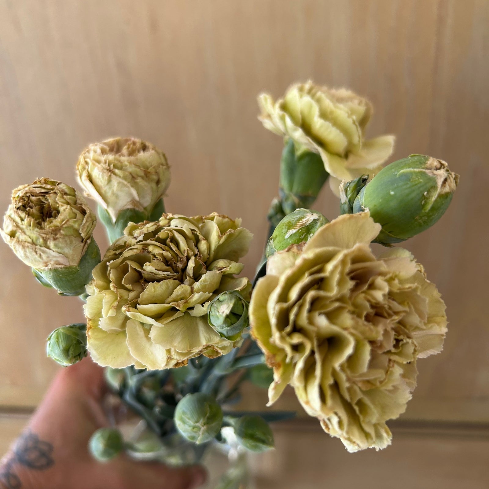 Carnation - Missantic Creola