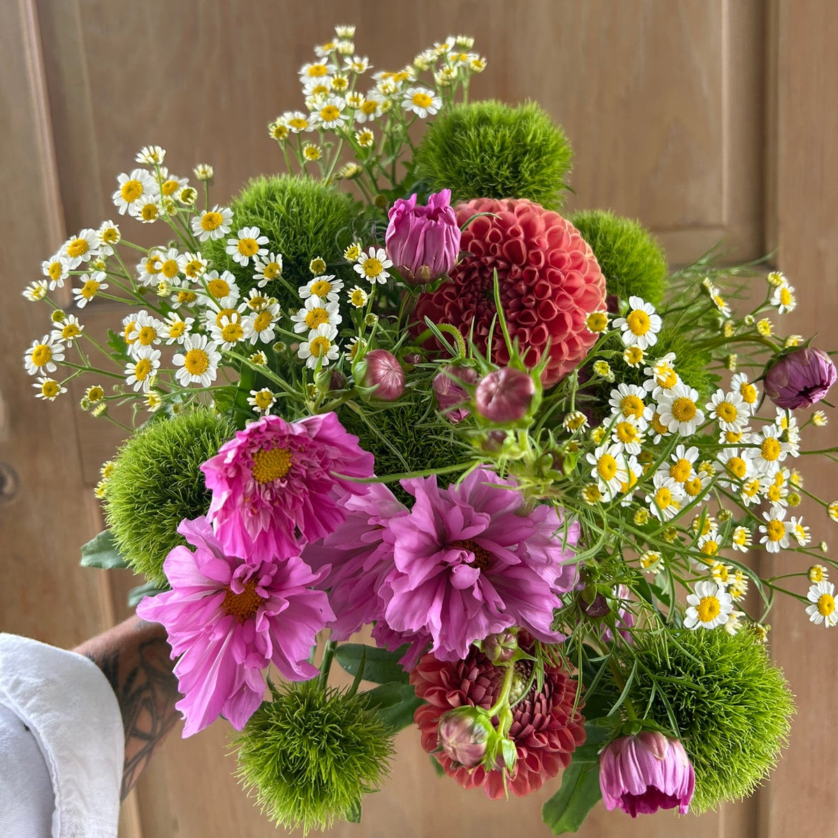 Dianthus - Kiwi Mellow Cool