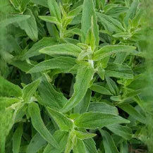 Mountain Mint