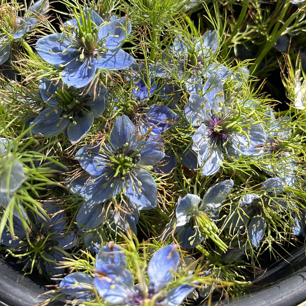 Nigella - Love-In-a-Mist