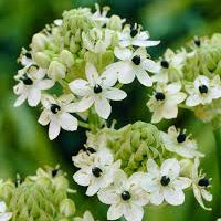 Ornithogalum - Star of Bethlehem