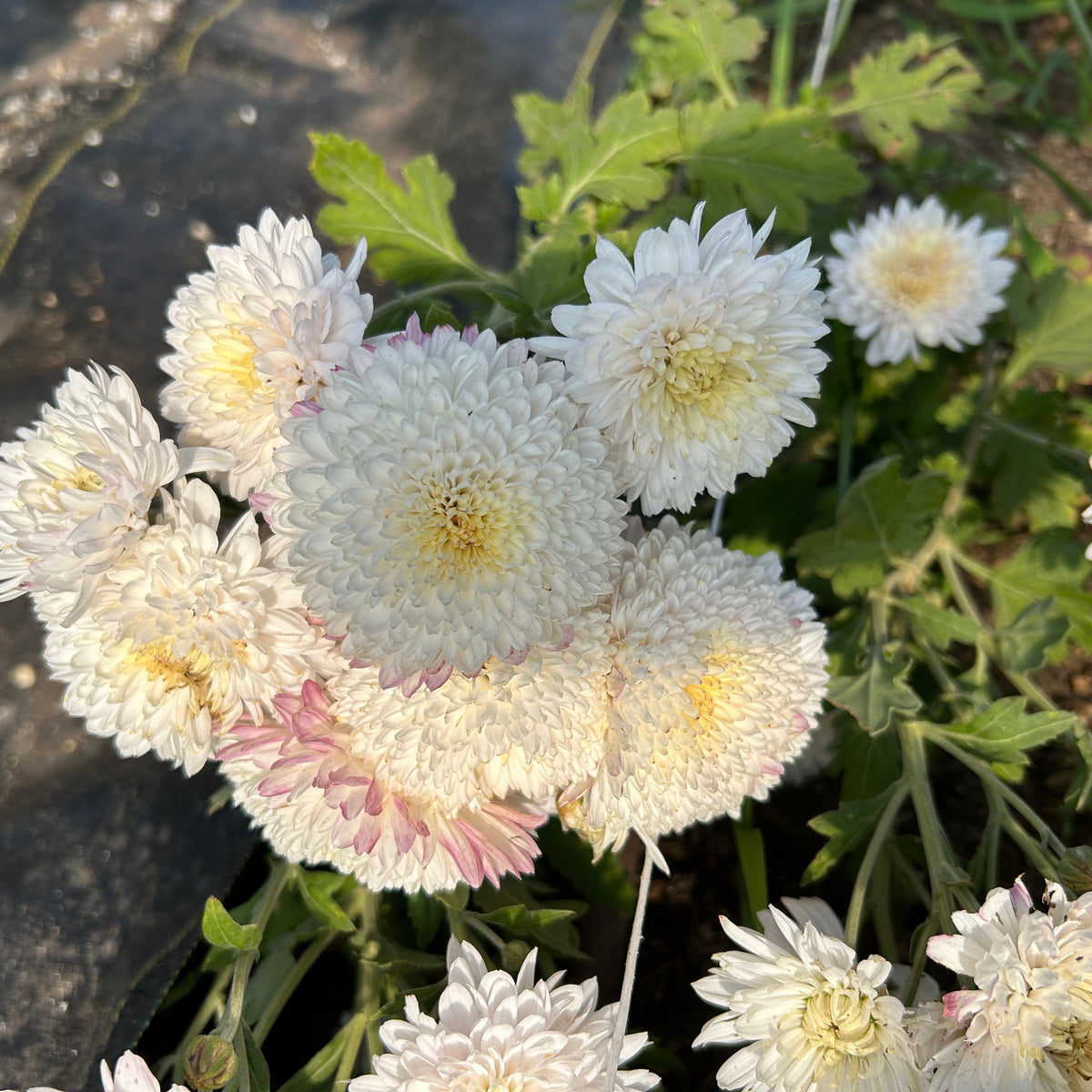Chrysanthemum - Otomi Pink