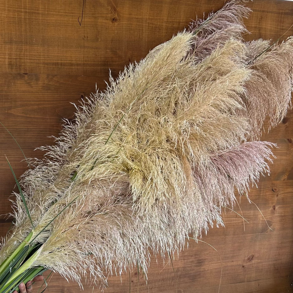 Grass - Pampas Plume
