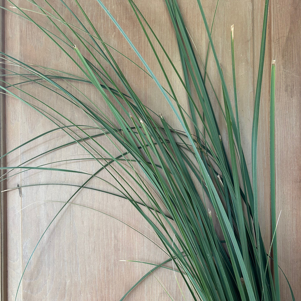 Pampas Grass - Greens Only