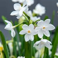 Paperwhites