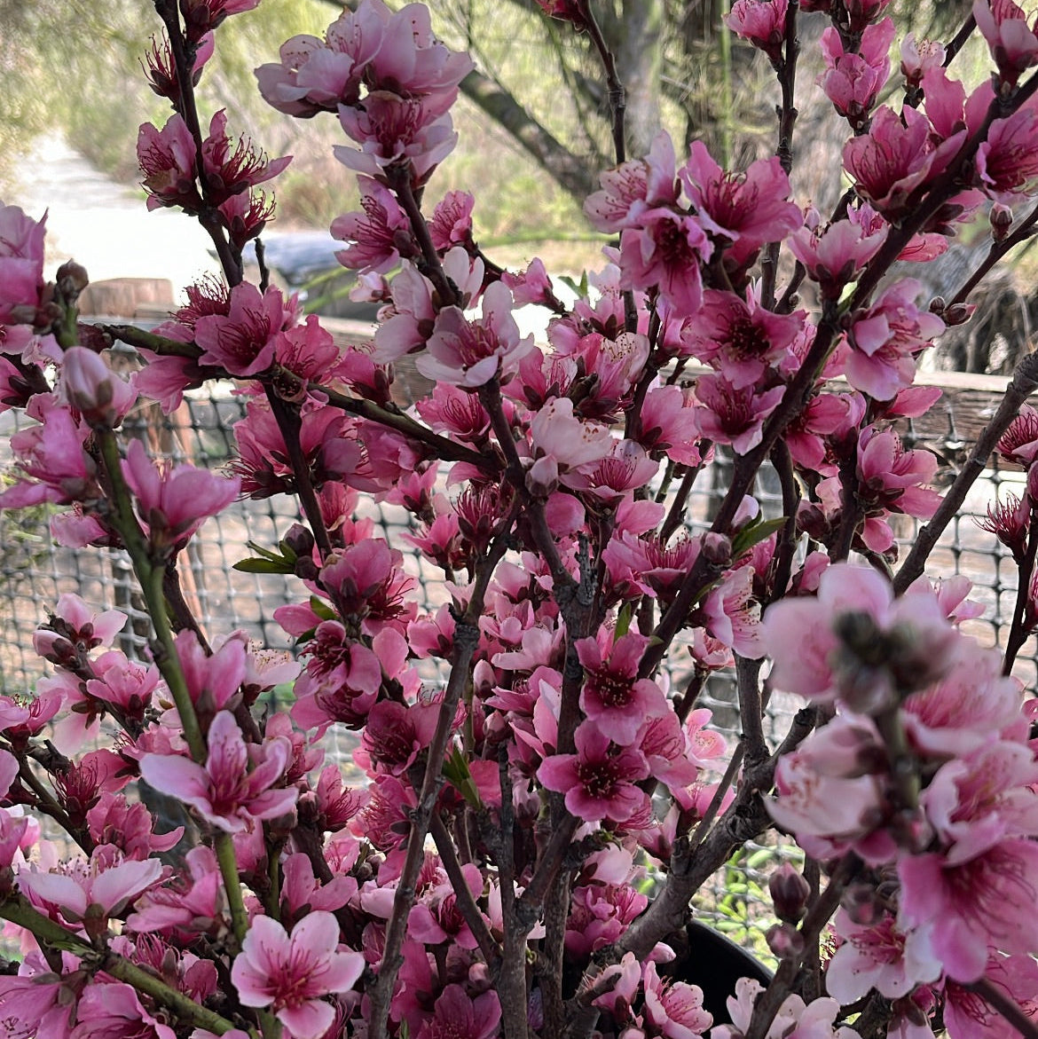 Peach Blossom Branches
