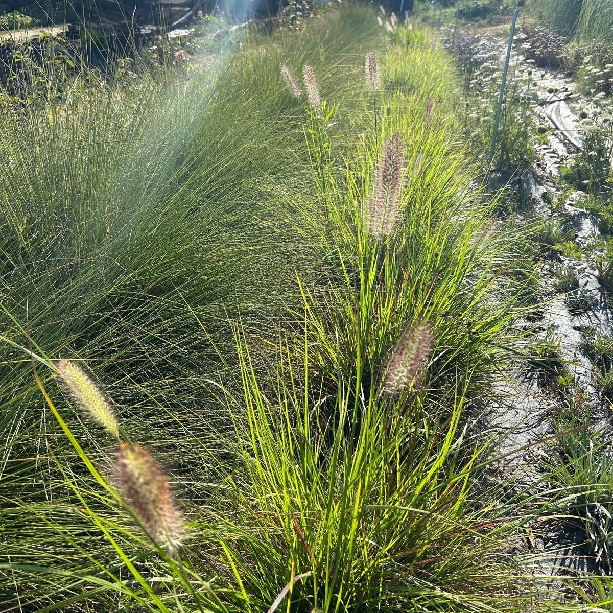 Pennisetum alopecuroides 'Red Head'