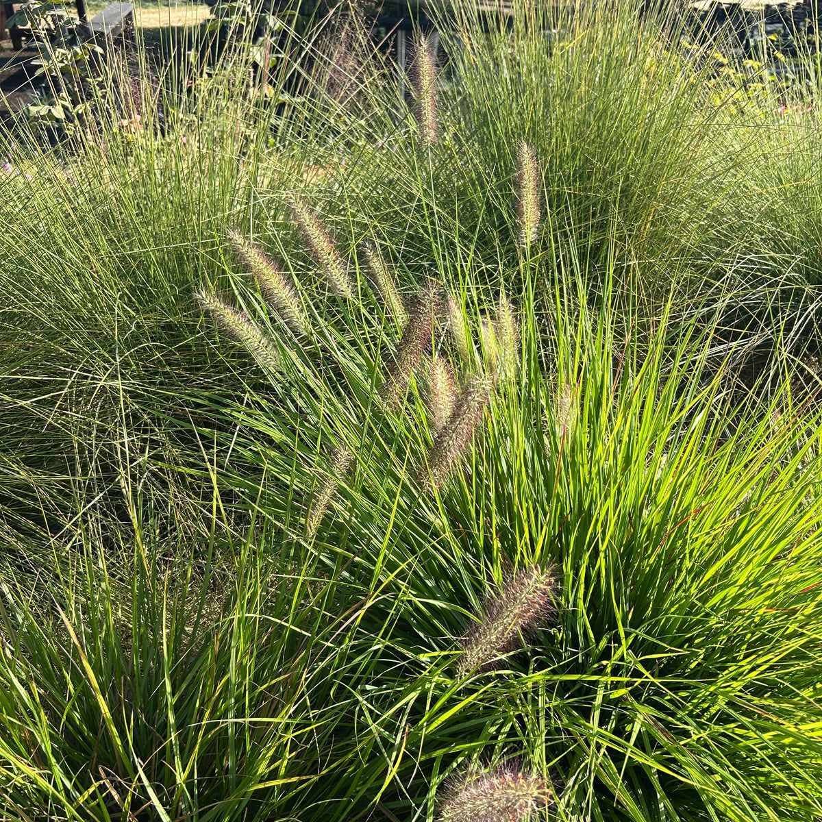 Pennisetum alopecuroides 'Red Head'