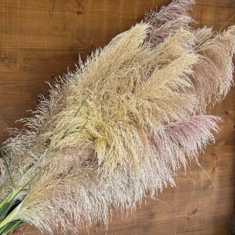 Grass - Pampas Plume
