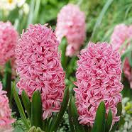 Hyacinth - Pink