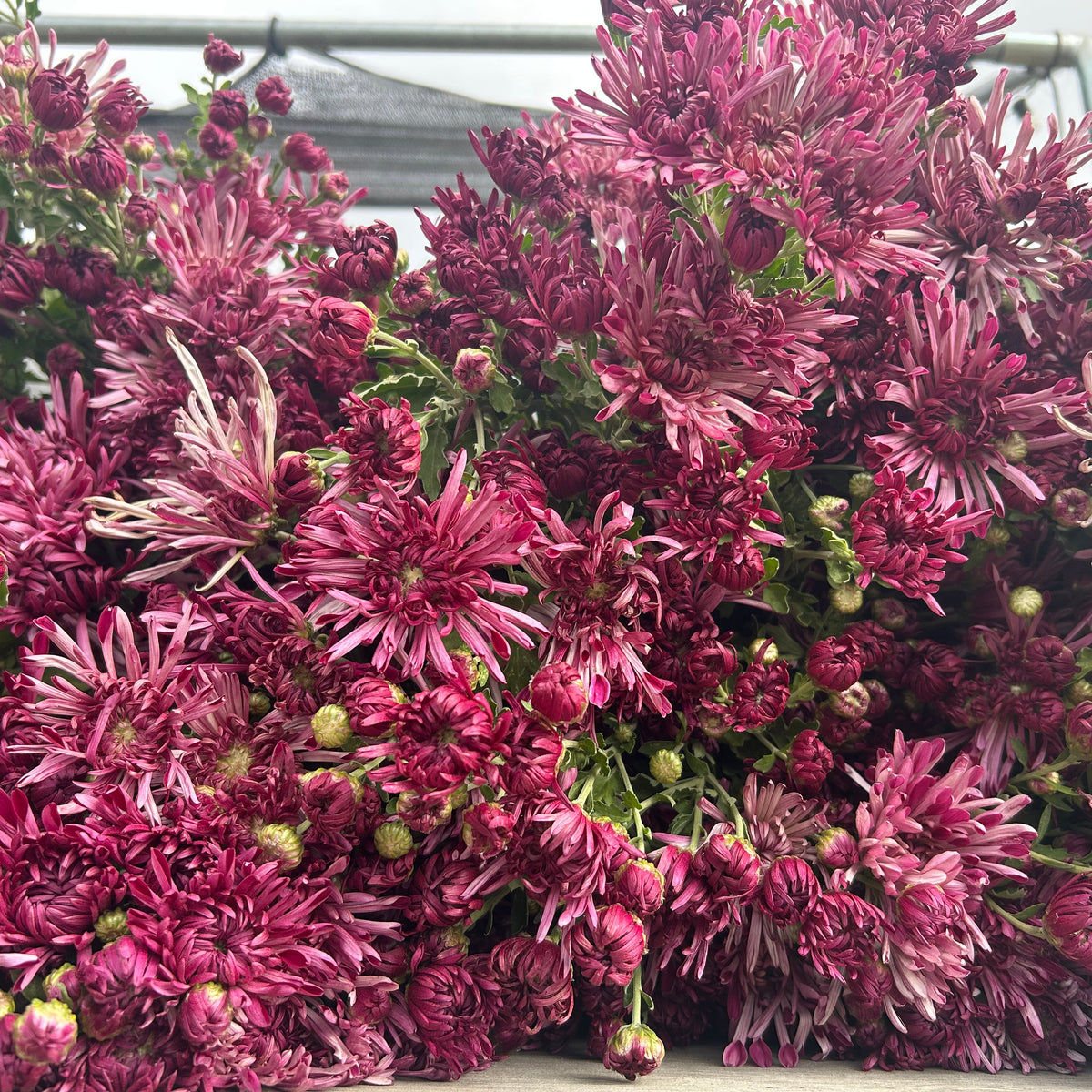 Chrysanthemum - Pittsburg Purple