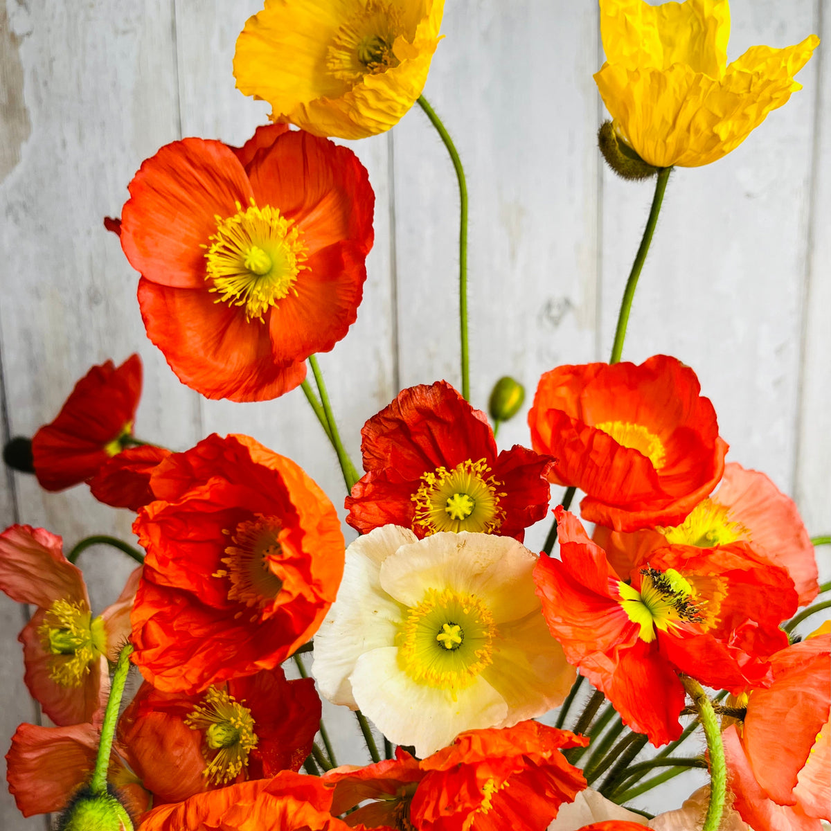 Poppy - Champaign Bubbles