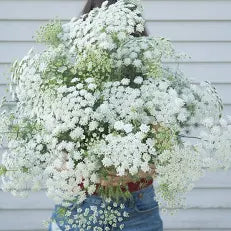 Queen Anne's Lace