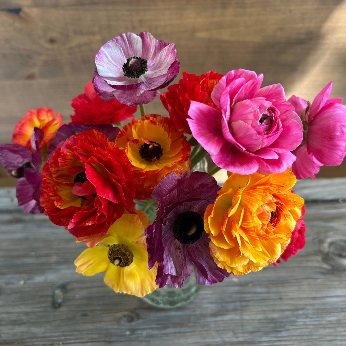 Ranunculus - AVIV Persian Buttercup Mix